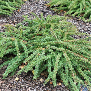 e868d943326fb0480b0300c7a27831ab-details