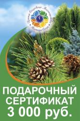 Подарочный сертификат ( Номинал 3000 руб )