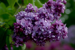 violetta-2