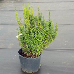 Berberis-Erecta.webp@webp