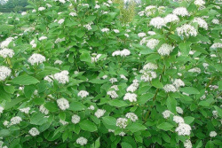 cornus-stolonifera-flaviramea7.j