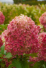 7888-m.jpg@webp